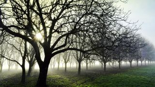 Une parcelle de noyers plantés il y a vingt ans a été totalement massacrée à la tronçonneuse, laissant le propriétaire forestier sans rien. (photo d’illustration) © Flickr Evim@ge Une parcelle de noyers plantés il y a vingt ans a été totalement massacrée à la tronçonneuse, laissant le propriétaire forestier sans rien. (photo d’illustration) © Flickr Evim@ge